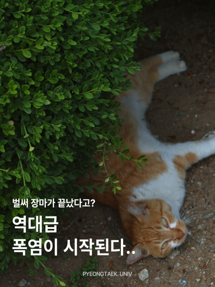 역대급 폭염이 시작된다