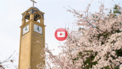 2025 평택대학교 벚꽃 풍경 영상🌸 대표이미지